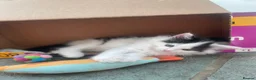 Ragdoll cats for sale: Adorable, Affectionate Part Ragdoll Kittens - Advert 7
