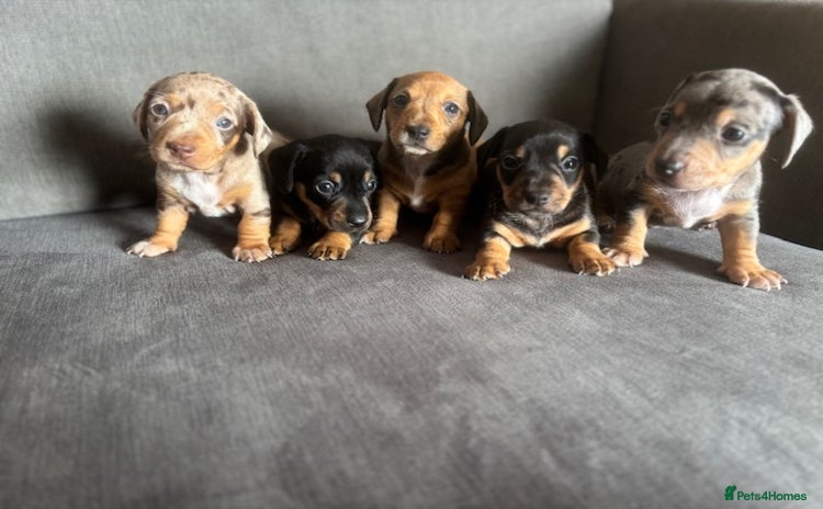 Dachshund dogs - Advert 1