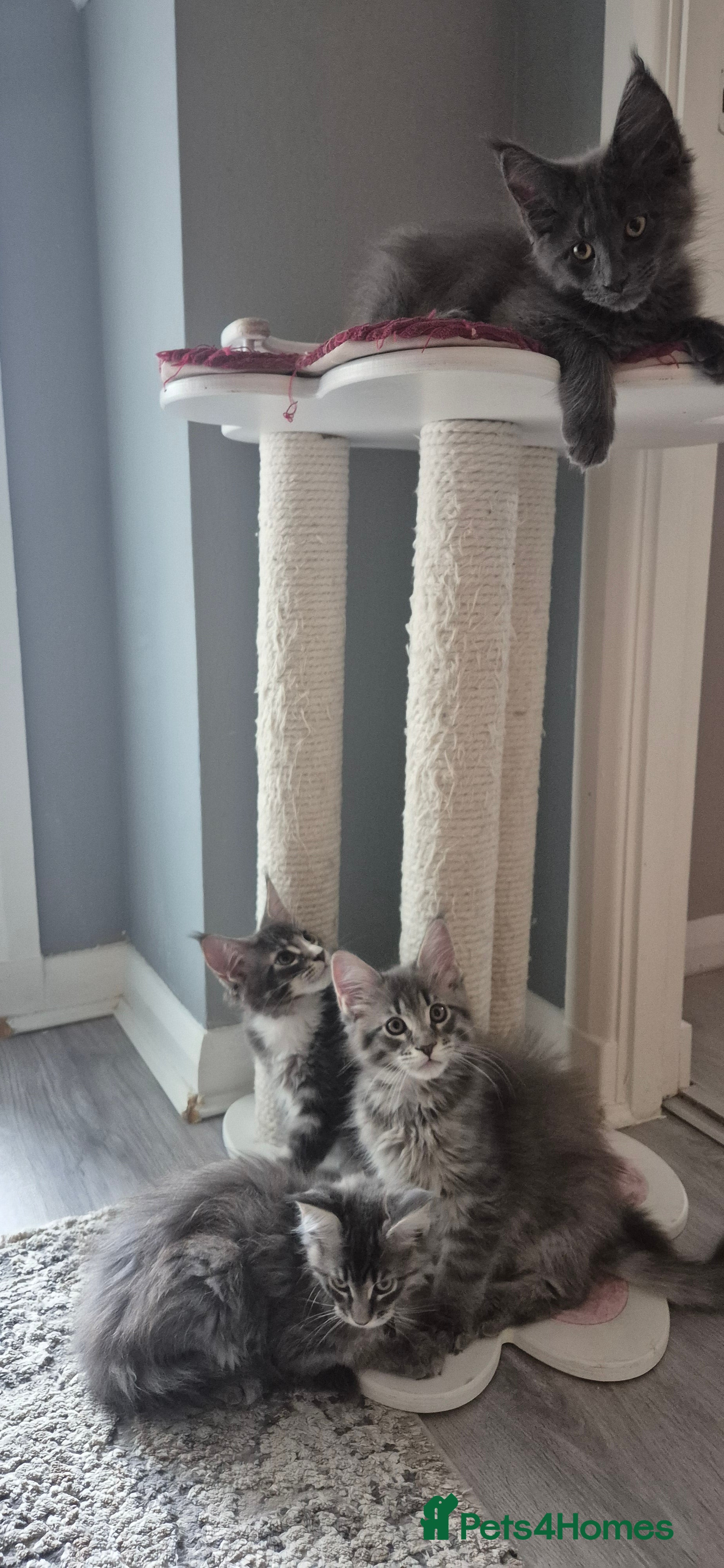 Maine Coon cats Maine Coon kittens (pet only) - Advert 2