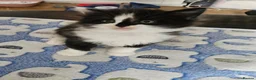Mixed Breed cats for sale: 4 adorable kittens - Advert 9