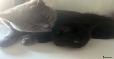 British Shorthair cats - Advert 13