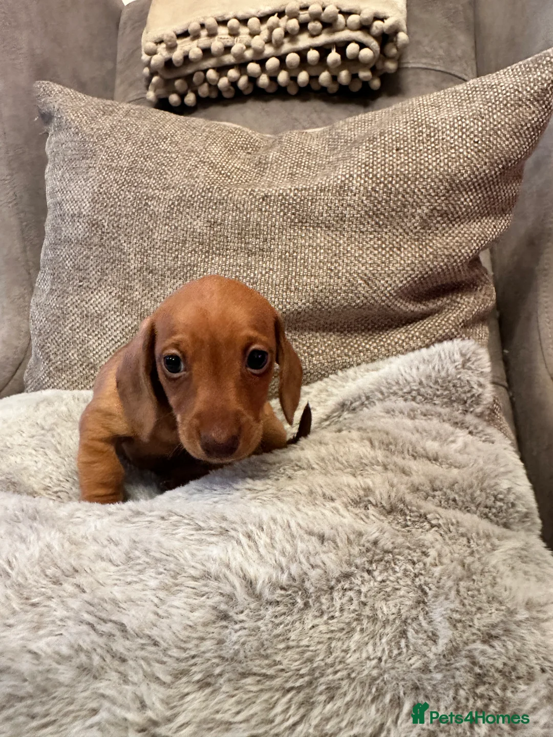 Miniature Dachshund dogs for sale: KC miniature dachshunds  - Advert 21