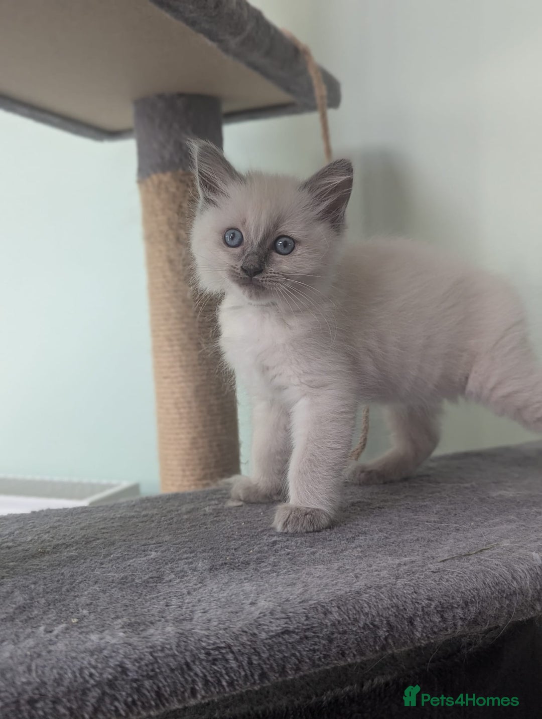 Ragdoll cats for sale: Beautiful gccf registered kittens - Image 24