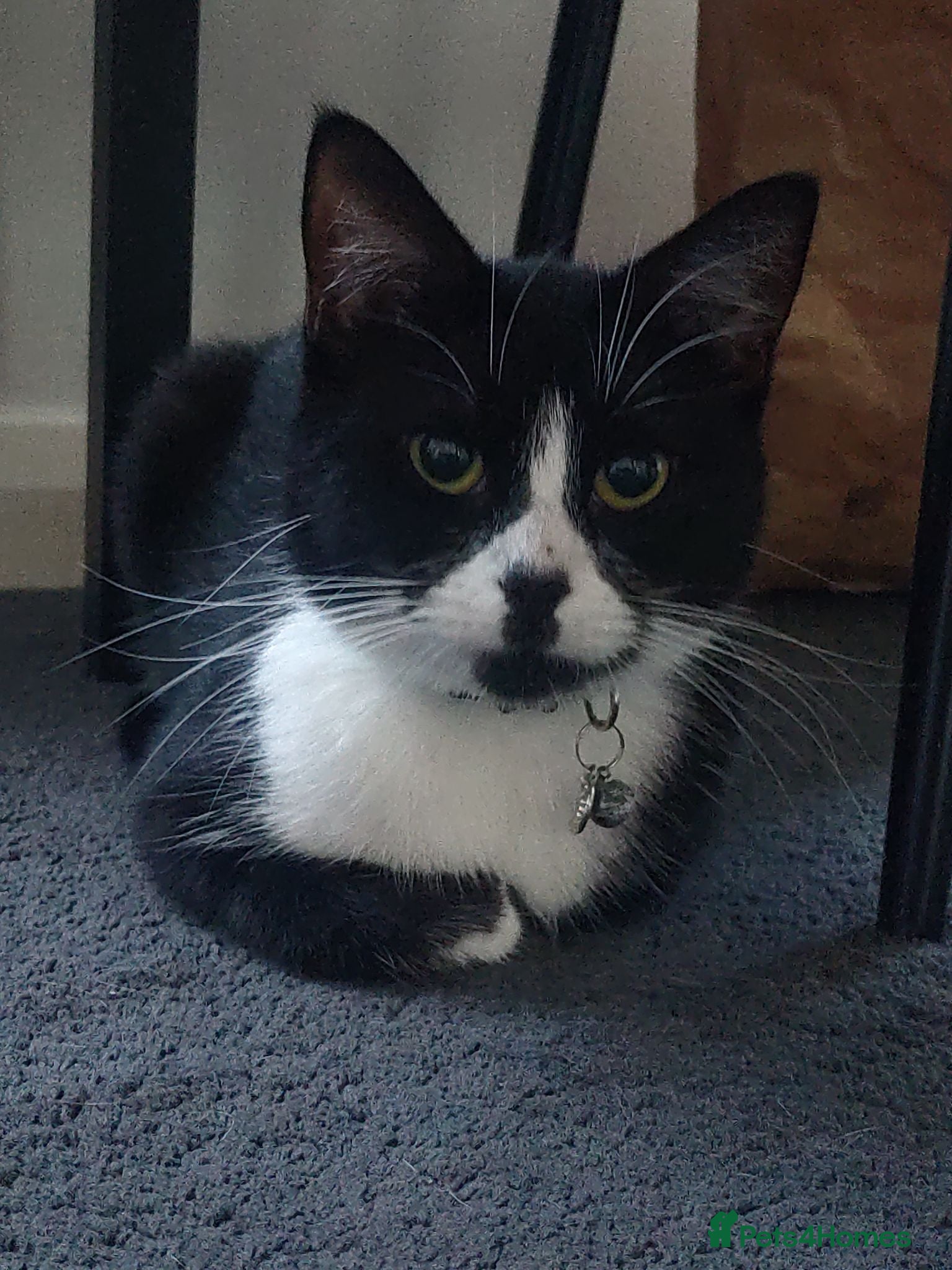 British Shorthair cats Tuxedo female looking for forever home  - Advert 6