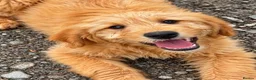 Mini Goldendoodle dogs for sale: Healthy Happy Goldendoodle Puppies - Advert 5