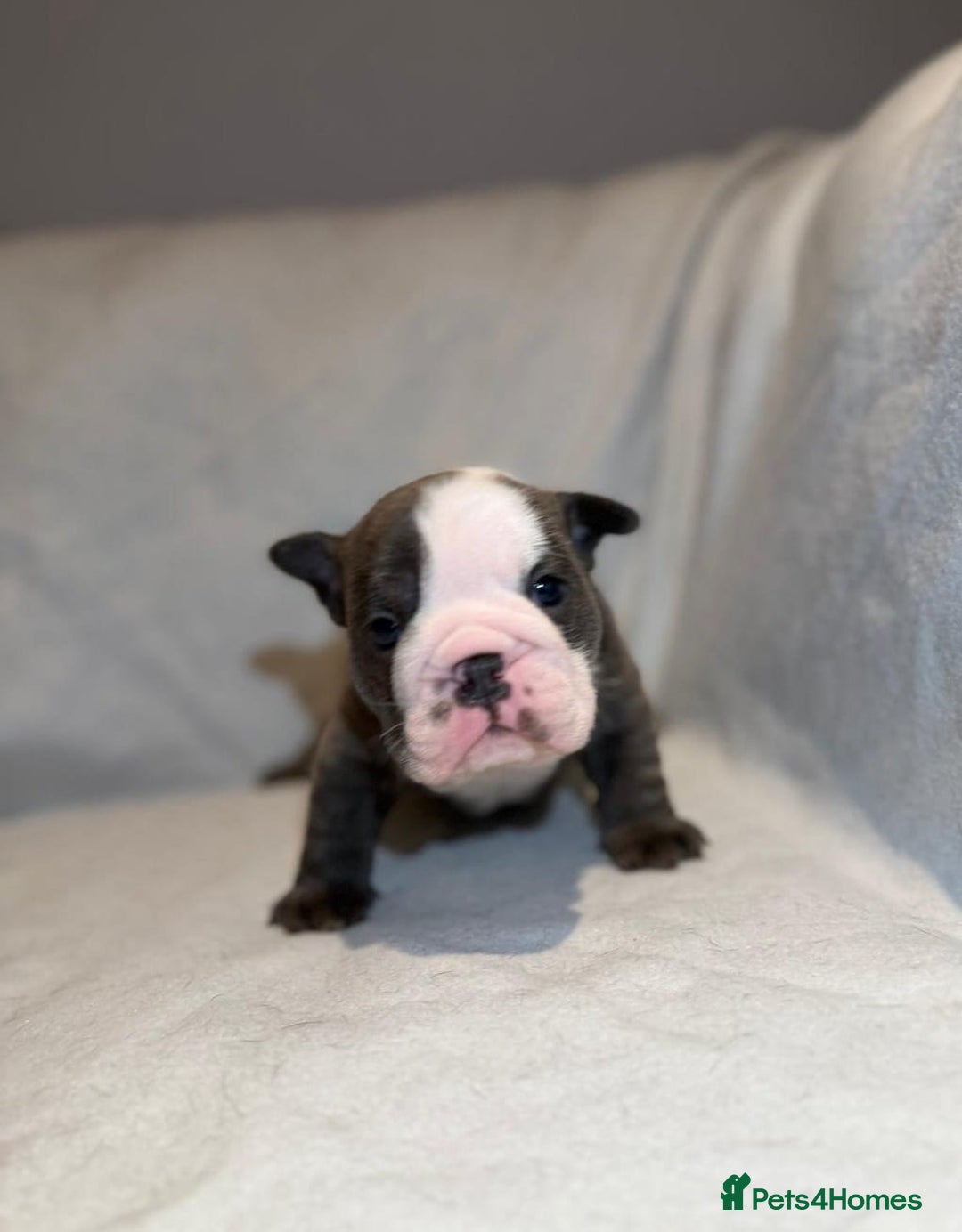 English Bulldog dogs for sale: Elite English Bulldog Puppies – Rare Blue Eyes  - Advert 13