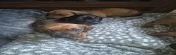 Dachshund dogs for sale: 2 Adorable Clever Little Boys. in Edinburgh - Advert 16