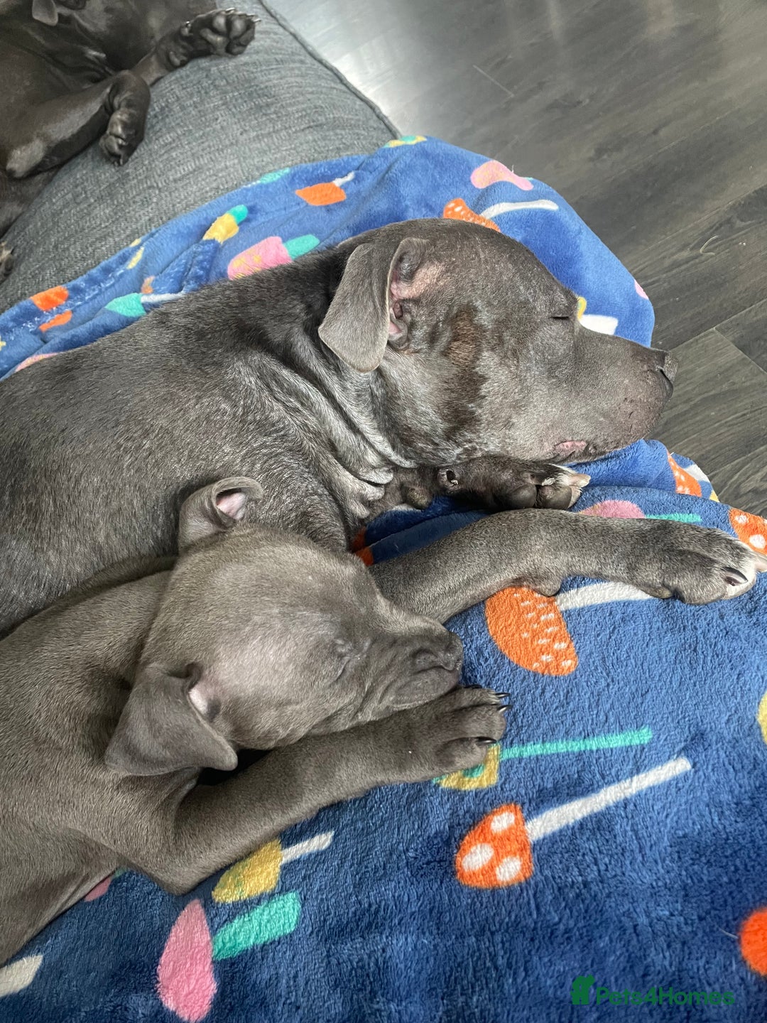 Staffordshire Bull Terrier dogs for sale: Staffordshire Bull Terrier KCReg open to offers  - Image 4