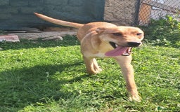 Mixed Breed dogs for adoption: Sandy is looking for a home! - Image 1