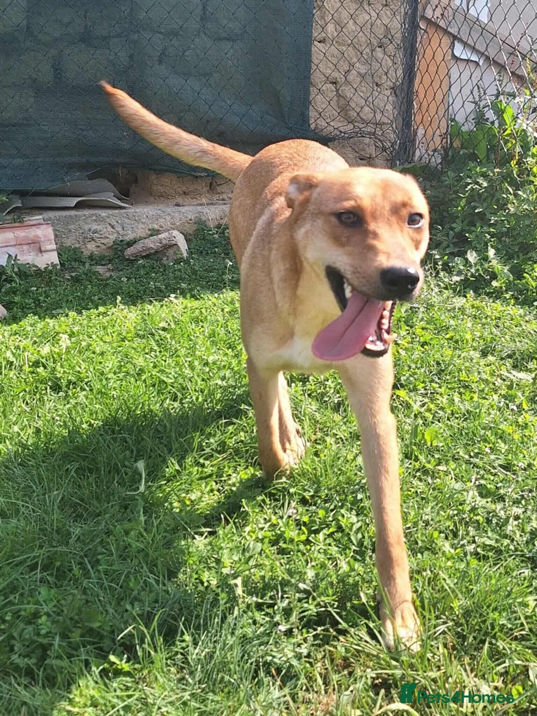 Mixed Breed dogs for adoption: Sandy is looking for a home! - Image 1