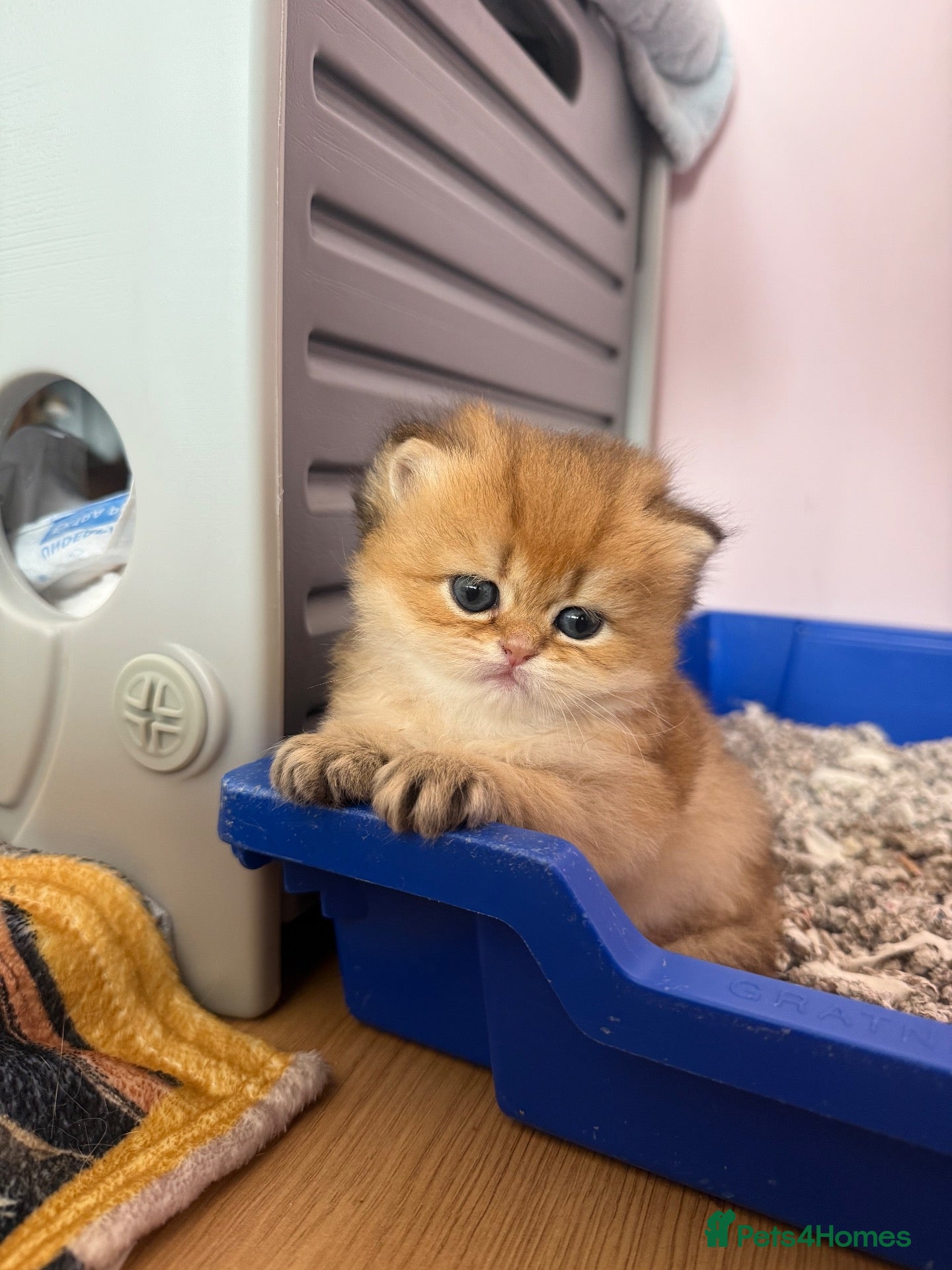British Shorthair cats for sale: 🌟PREMIUM GOLDEN BRITISH SHORT/LONGHAIRS 🌟 - Advert 1