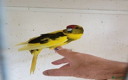 Parakeets birds for sale: Kakarikis available. - Image 2