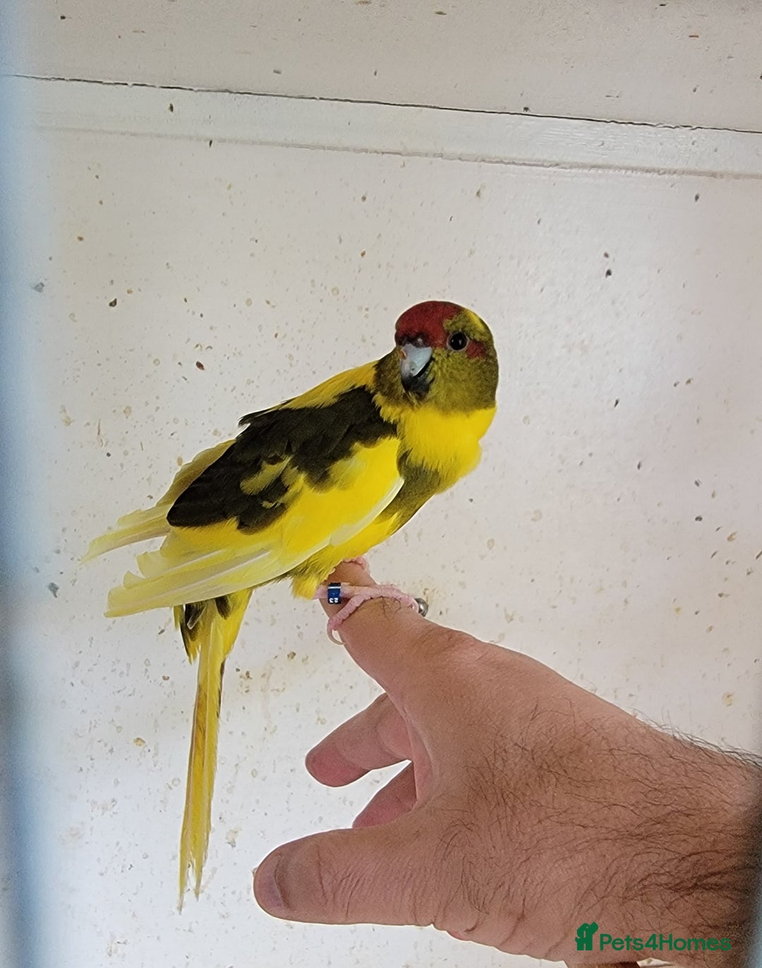 Parakeets birds for sale: Kakarikis available. - Image 2