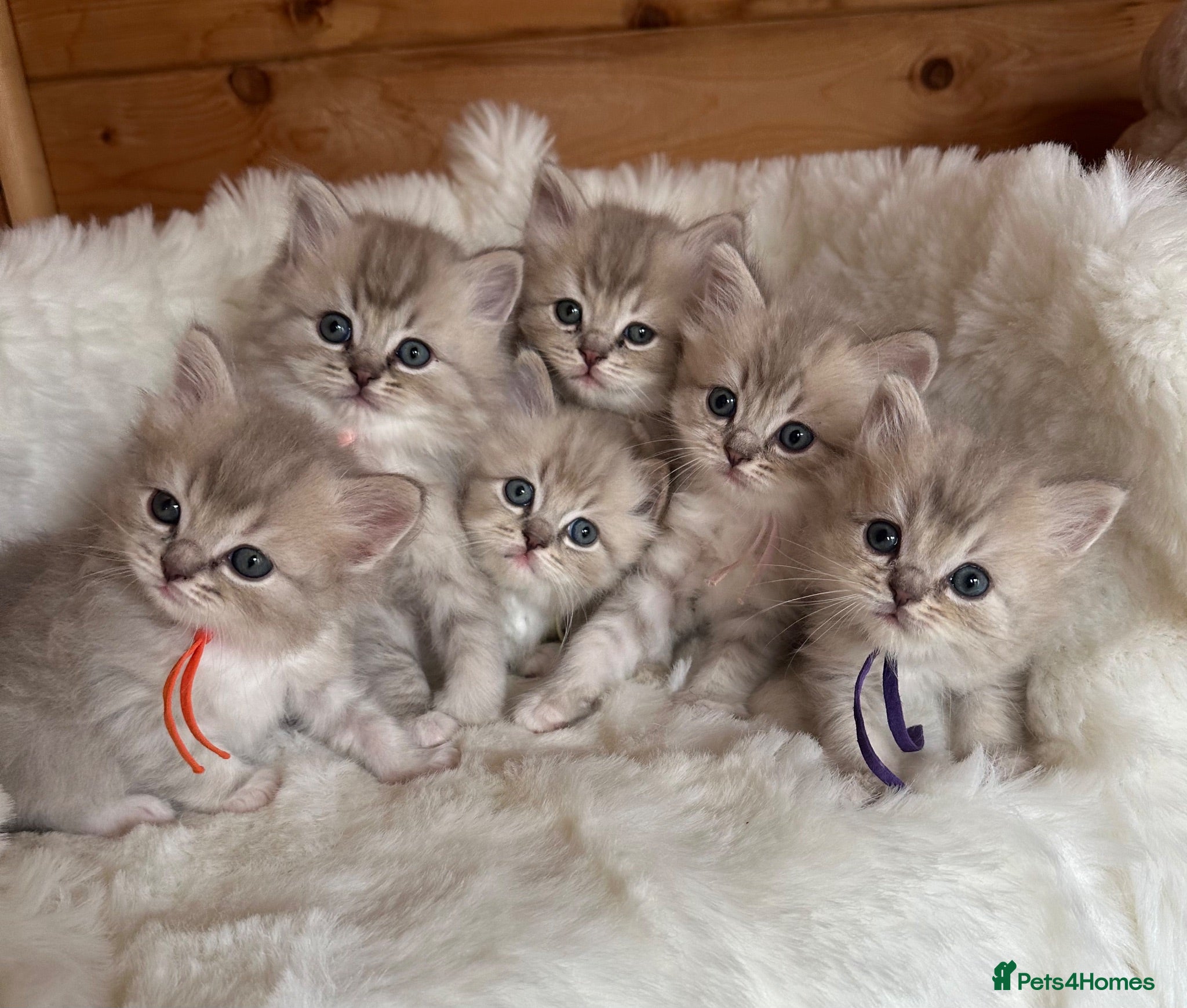 RagaMuffin cats Gorgeous RagaMuffin babies  - Advert 14