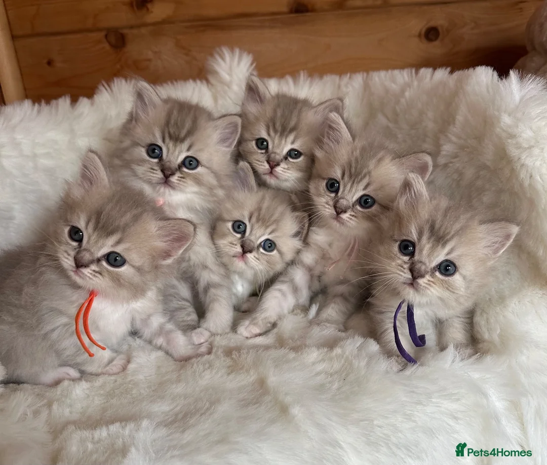 RagaMuffin cats for sale: Gorgeous RagaMuffin babies  - Advert 1
