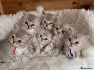 RagaMuffin cats Gorgeous RagaMuffin babies - Advert 1