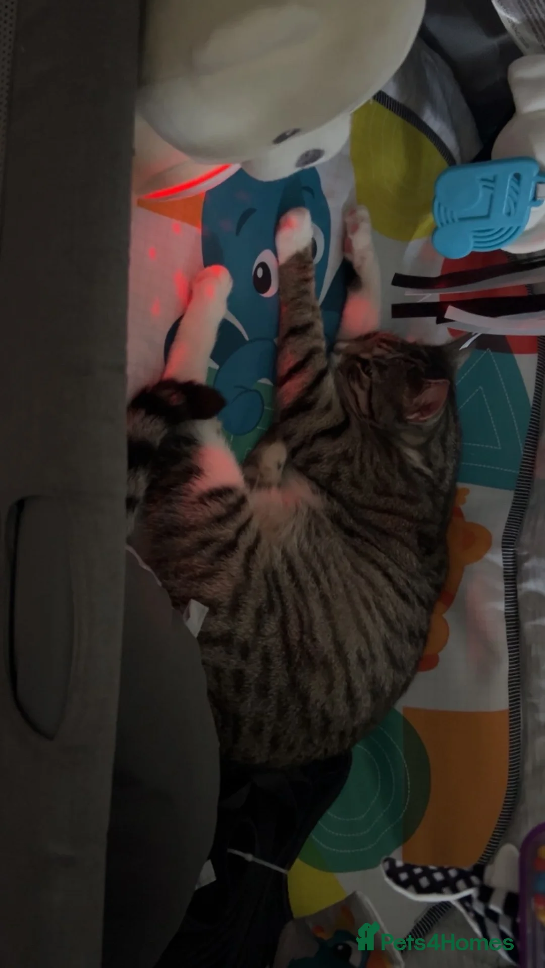 Domestic Shorthair cats for sale: Beautiful female cat. Free to a loving home. in Scunthorpe - Advert 3