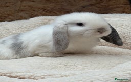 Mini Lop rabbits for sale: Pure bred mini lops (only 3 boys left)   - Image 1