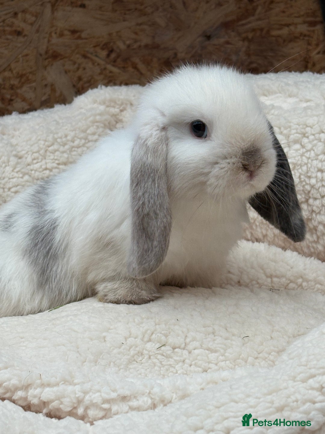 Mini Lop rabbits for sale: Pure bred mini lops (only 3 boys left)   - Image 1