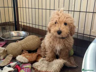 Poochon dogs Poochon puppies - Advert 10