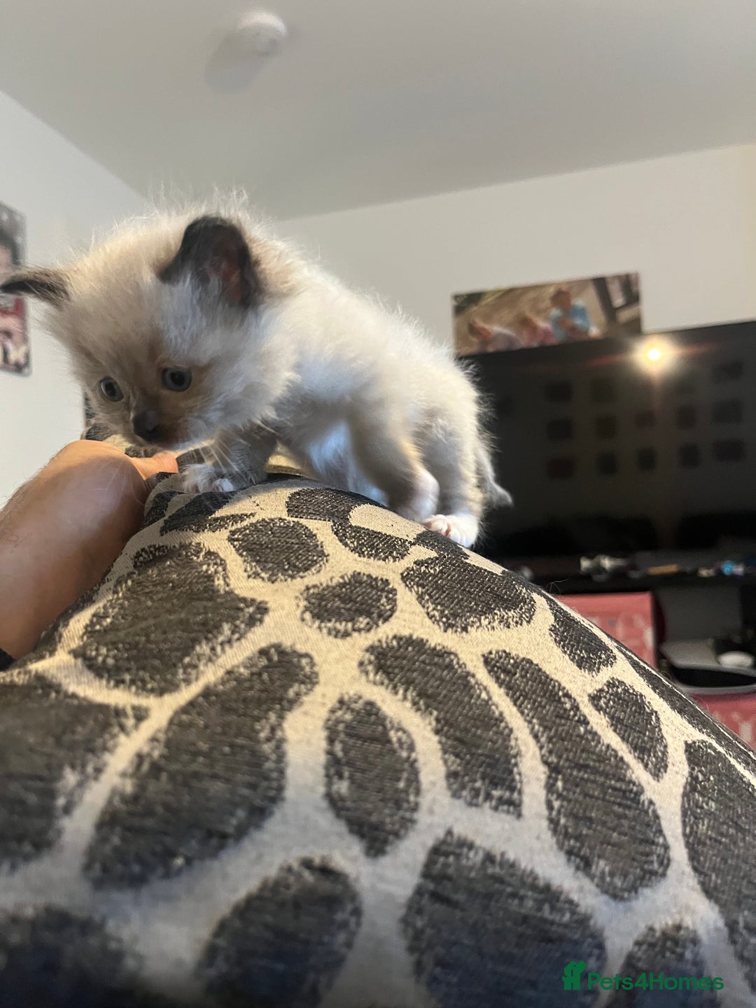 Ragdoll cats for sale: 5 Ragdoll kittens ready leave now  - Image 5