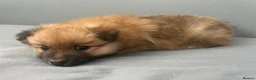 Pomeranian dogs for sale: Pomeranian puppies for sale  - Advert 14