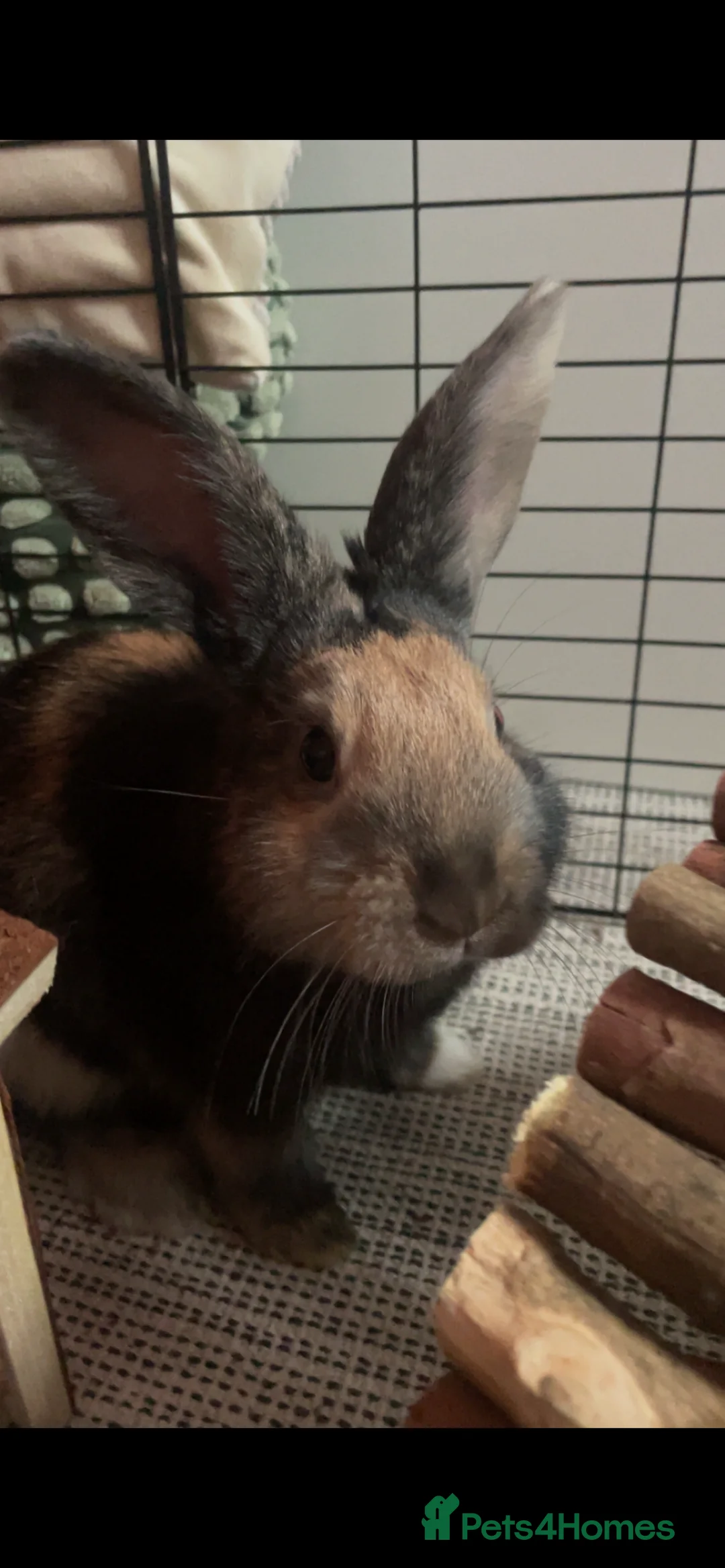 Mixed Breed rabbits for sale: Sweet young male rabbit- experienced owners only - Advert 3