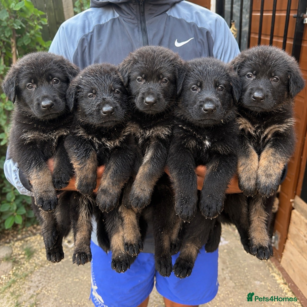 German Shepherd dogs 🐾 Czech Shepherd Puppies – Pure Pedigree 🐾 - Advert 14