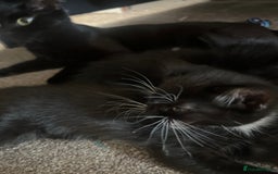 Mixed Breed cats for sale: Kittens - Image 8