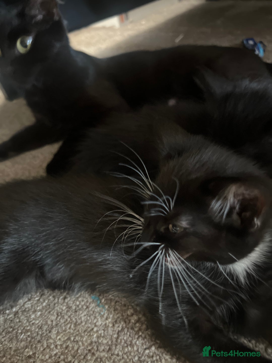 Mixed Breed cats for sale: Kittens - Image 8