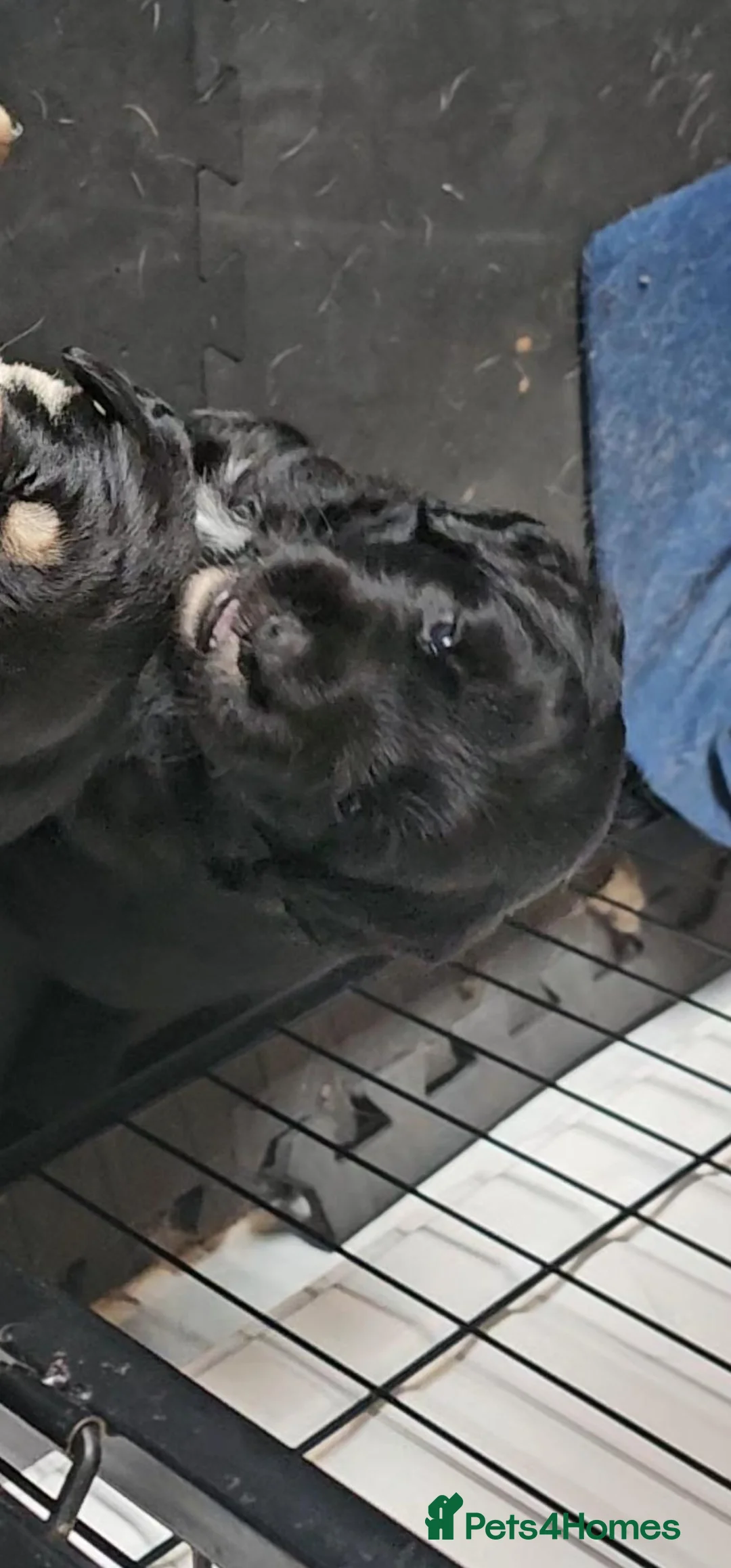 Mixed Breed dogs for sale: Gorgeous litter of cockerdor x sprollie pups in Fleetwood - Advert 2
