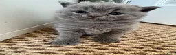 British Shorthair cats for sale: British Shorthair kittens GCCF 2 boys 1 girl - Advert 4
