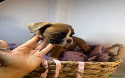 Boxer dogs for sale: Flashy boxer/red - natural bob tail/tail  - Image 24