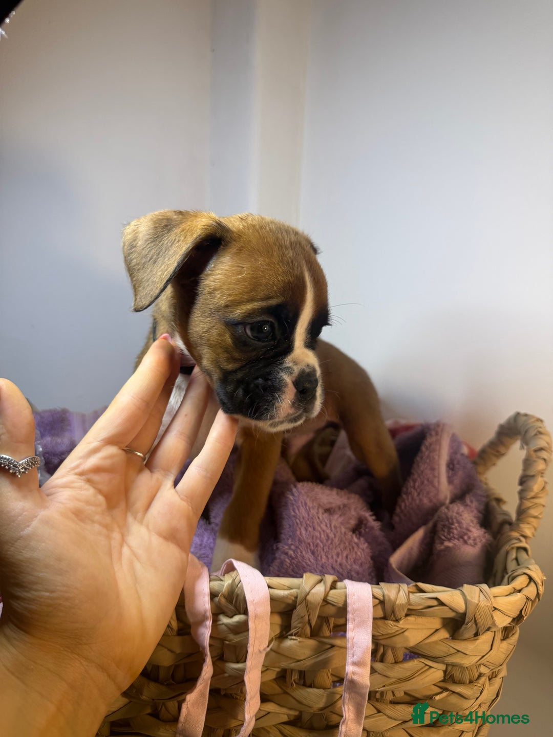 Boxer dogs for sale: Flashy boxer/red - natural bob tail/tail  - Image 24