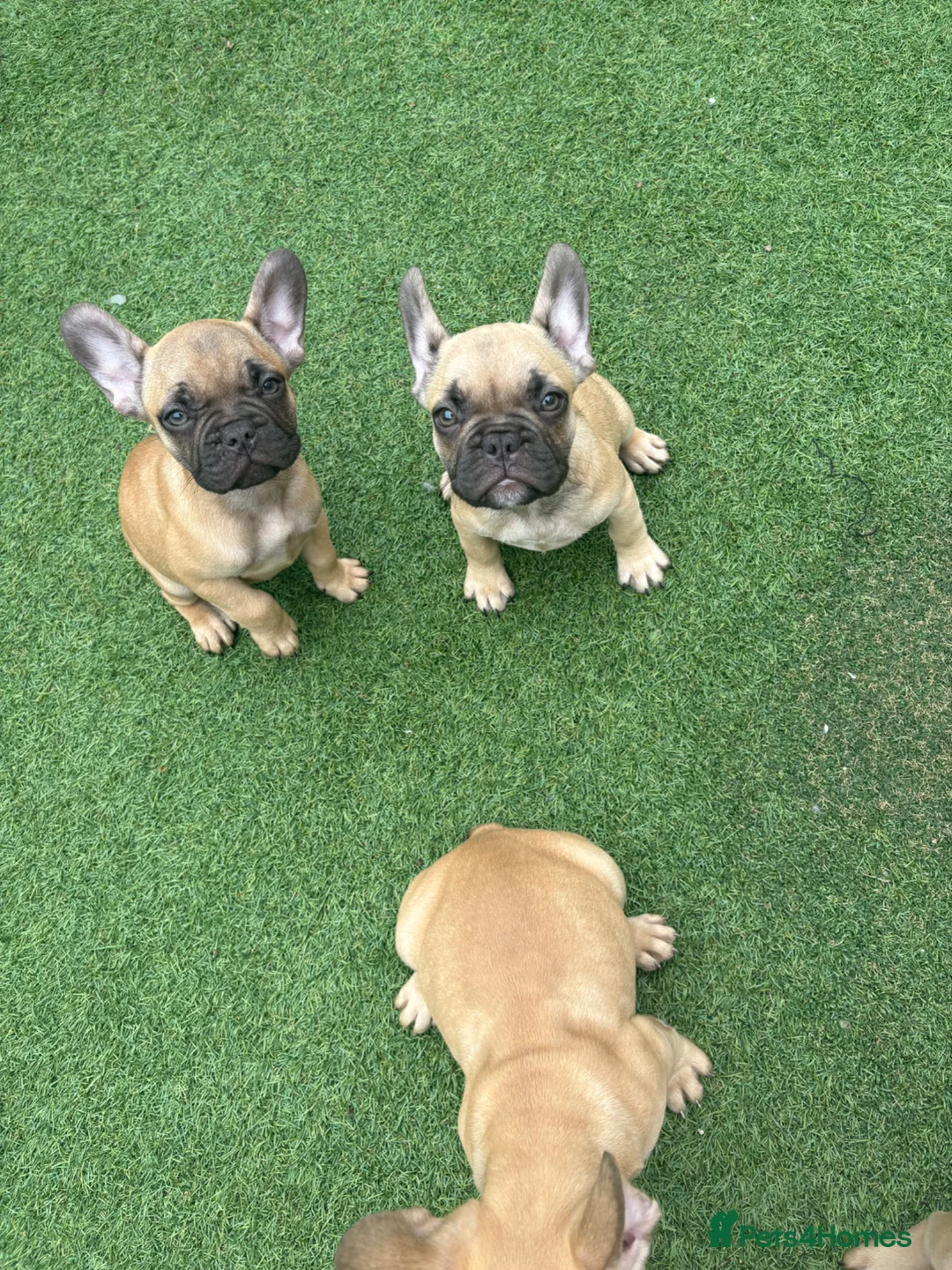 French Bulldog dogs for sale: French bulldog puppies / no time WASTERS  - Advert 2