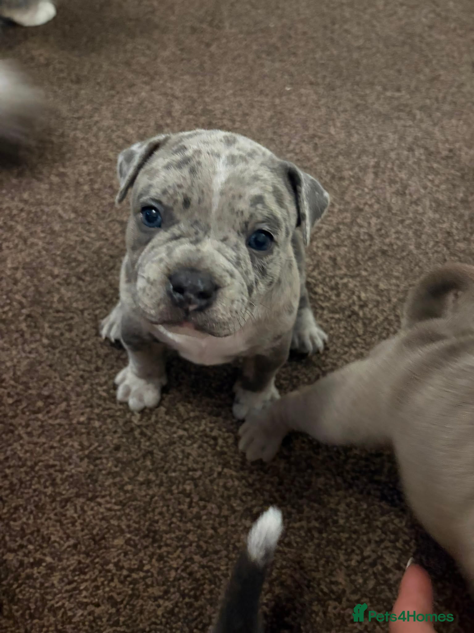 Mixed Breed dogs Bully staffy cross puppies.  - Advert 2