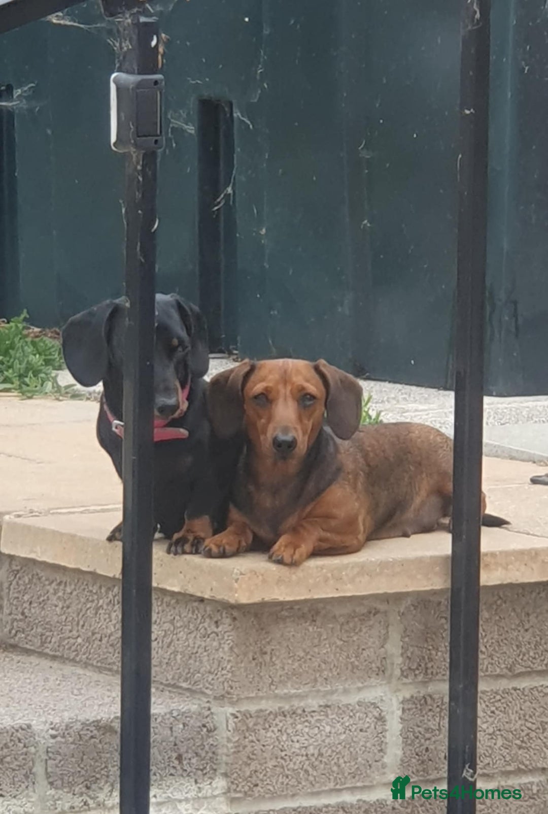 Miniature Dachshund dogs for sale: Beautiful Miniature Smooth Dachshunds  - Advert 7
