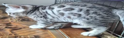 Bengal cats for sale: Bengals rare colours with clouded Leopard pattern - Advert 4