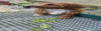 Cavapoo 2