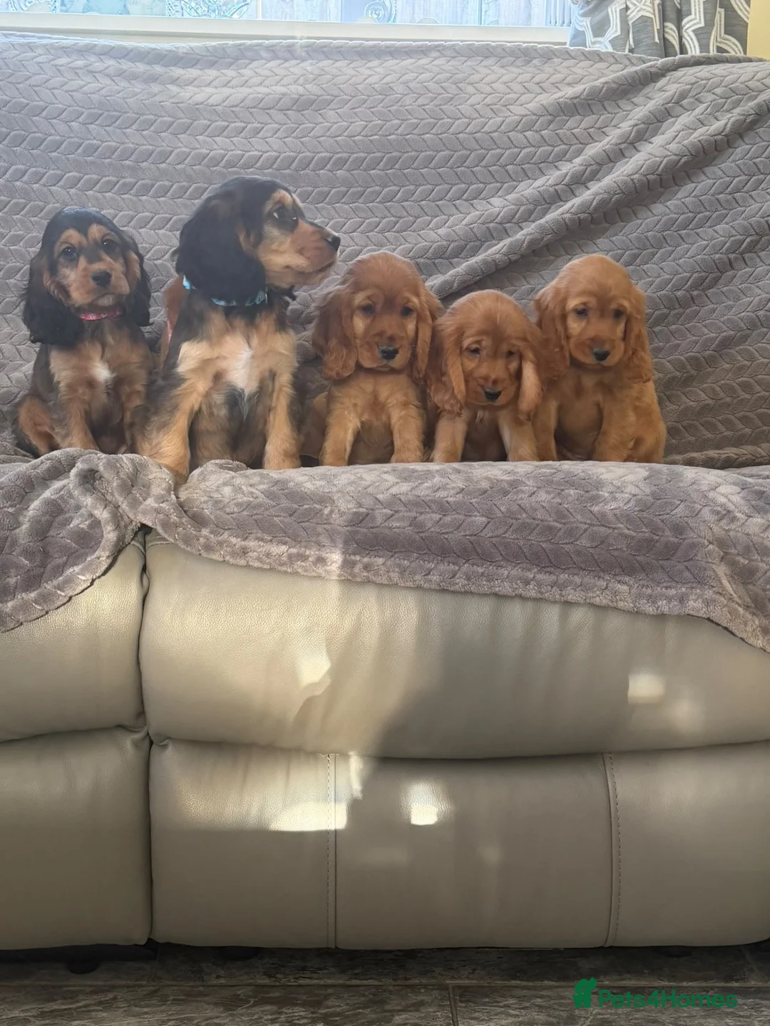 Cocker Spaniel dogs for sale: FULLHEATHTESTED OUTSTANDING SHOWTYPE COCKERSPANIEL in Alton - Advert 2