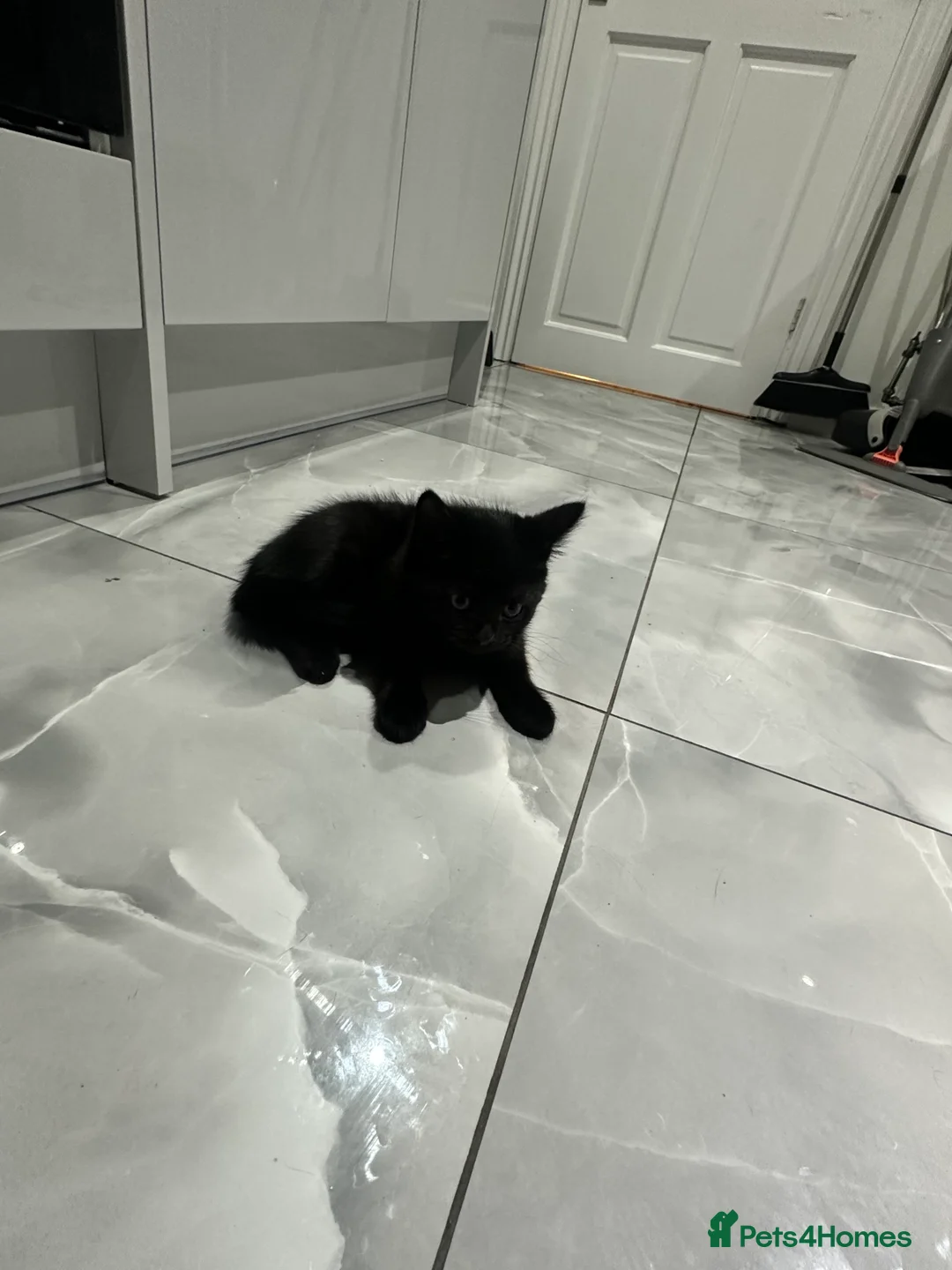Mixed Breed cats for sale: Mixed breed kittens  - Advert 2