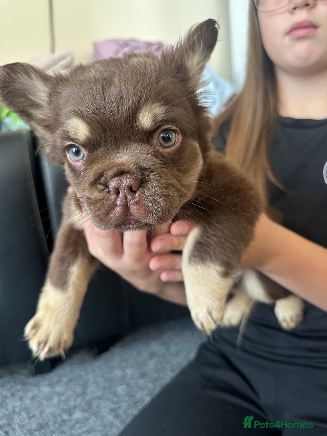 French Bulldog dogs for sale: Nice French puppies  - Image 14
