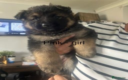 German Shepherd dogs for sale: Beautiful GSD pups - Image 14