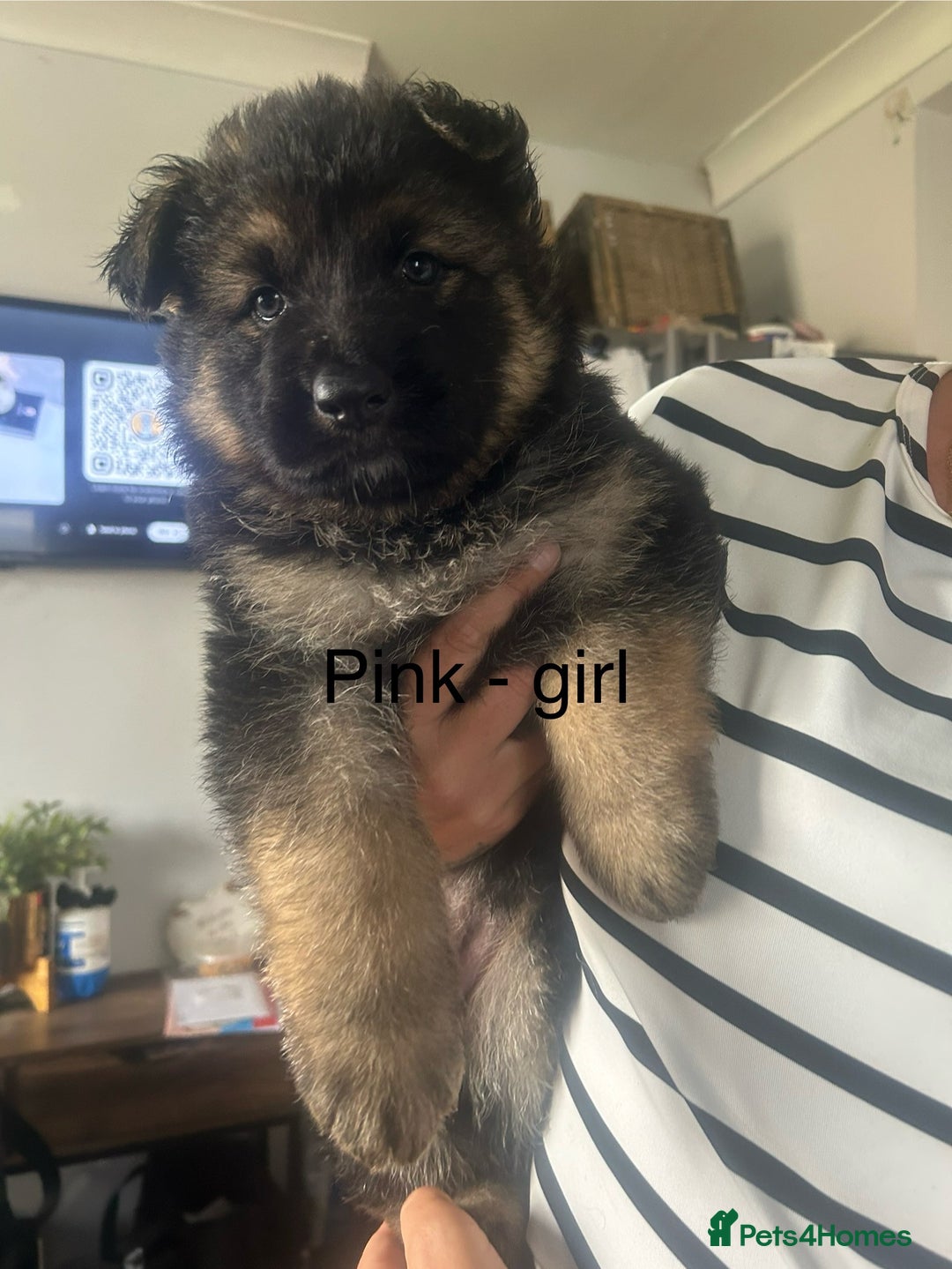 German Shepherd dogs for sale: Beautiful GSD pups - Image 14