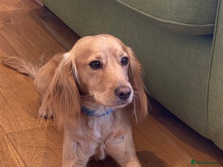 Cocker Spaniel dogs in Tonbridge - Advert 6