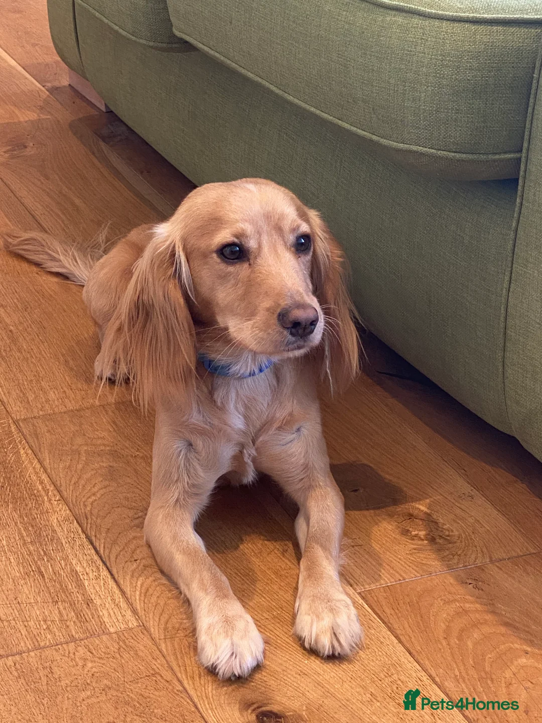 Cocker Spaniel dogs for stud: Beautiful cocker spaniel stud in Tonbridge - Advert 1