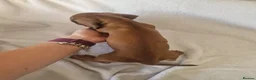 Miniature Dachshund dogs for sale: Beautiful miniature daschunds  - Advert 18