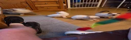 Ragdoll cats for sale: Beautiful ragdoll kittens ready now!! - Advert 6