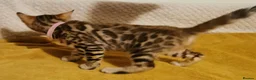 Bengal cats for sale: Stunning Bengal Kittens. TICA Registered. - Advert 3