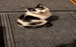 Domestic Shorthair cats for sale: Female spayed chipped vaccinated needs new home  - Advert 5